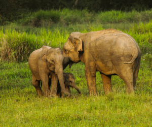 Amazing Wildlife | Travel Sri Lanka | NexRoaming